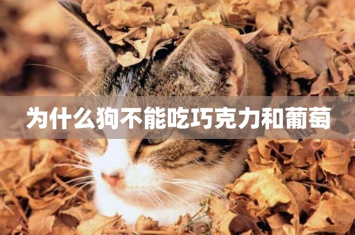為什么狗不能吃巧克力和葡萄