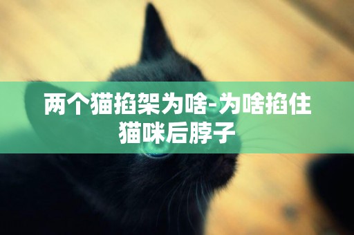 兩個貓掐架為啥-為啥掐住貓咪后脖子