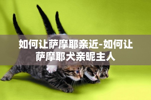 如何讓薩摩耶親近-如何讓薩摩耶犬親昵主人