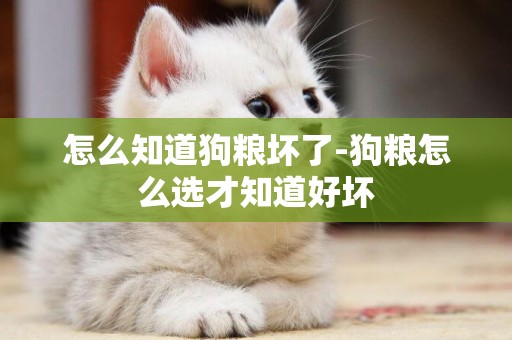 怎么知道狗糧壞了-狗糧怎么選才知道好壞
