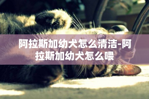 阿拉斯加幼犬怎么清潔-阿拉斯加幼犬怎么喂