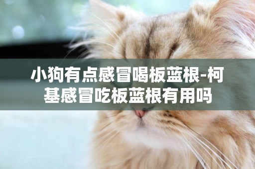 小狗有點感冒喝板藍根-柯基感冒吃板藍根有用嗎
