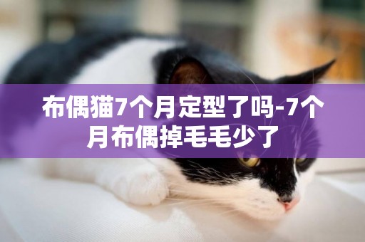 布偶貓7個月定型了嗎-7個月布偶掉毛毛少了