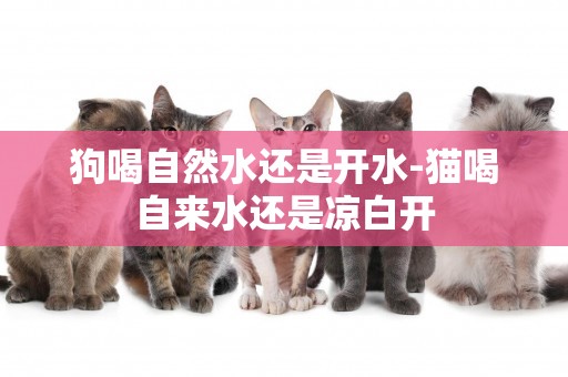 狗喝自然水還是開水-貓喝自來水還是涼白開