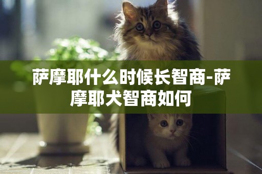 薩摩耶什么時候長智商-薩摩耶犬智商如何