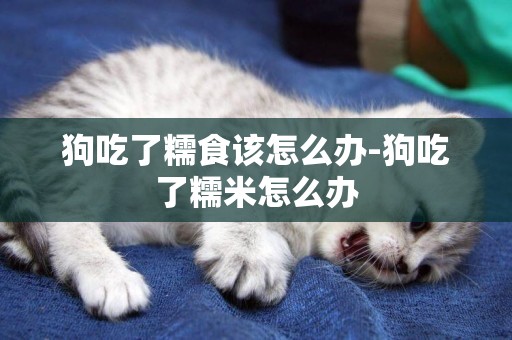 狗吃了糯食該怎么辦-狗吃了糯米怎么辦