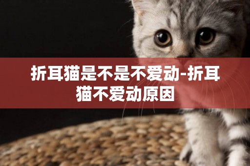 折耳貓是不是不愛動-折耳貓不愛動原因