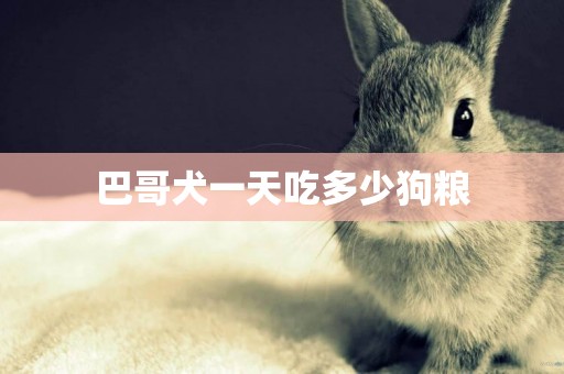 巴哥犬一天吃多少狗糧