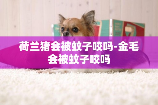 荷蘭豬會被蚊子咬嗎-金毛會被蚊子咬嗎
