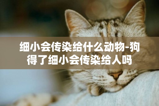 細小會傳染給什么動物-狗得了細小會傳染給人嗎