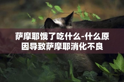 薩摩耶餓了吃什么-什么原因導致薩摩耶消化不良