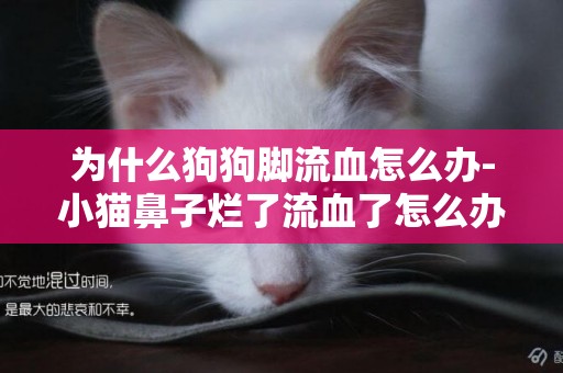 為什么狗狗腳流血怎么辦-小貓鼻子爛了流血了怎么辦