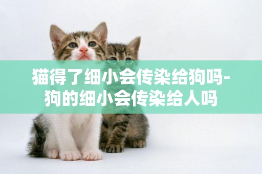 貓得了細小會傳染給狗嗎-狗的細小會傳染給人嗎