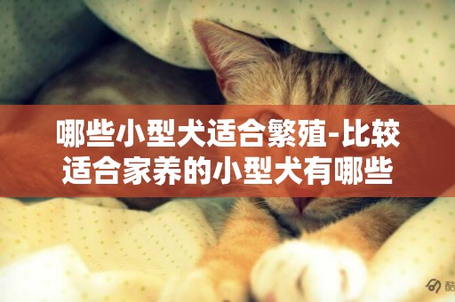 哪些小型犬適合繁殖-比較適合家養的小型犬有哪些