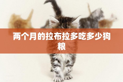 兩個月的拉布拉多吃多少狗糧