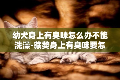 幼犬身上有臭味怎么辦不能洗澡-藏獒身上有臭味要怎么辦