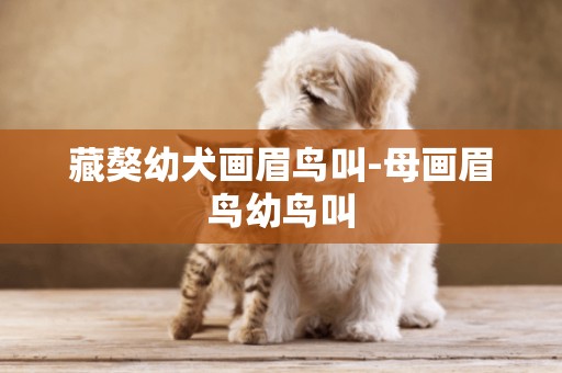 藏獒幼犬畫眉鳥叫-母畫眉鳥幼鳥叫
