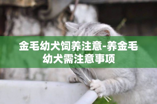 金毛幼犬飼養注意-養金毛幼犬需注意事項