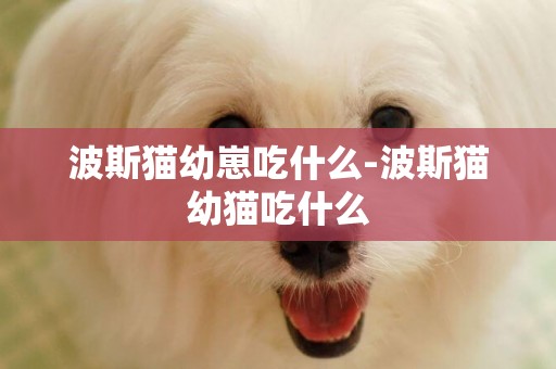 波斯貓幼崽吃什么-波斯貓幼貓吃什么