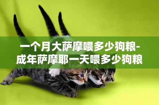 一個月大薩摩喂多少狗糧-成年薩摩耶一天喂多少狗糧