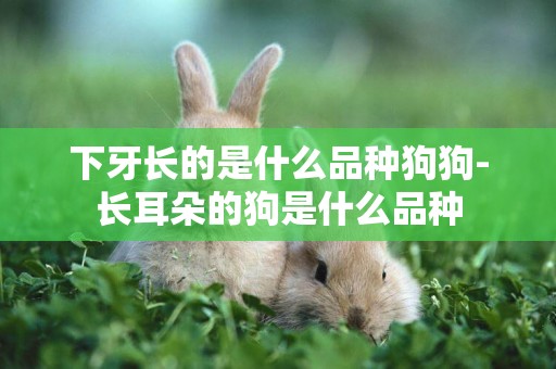 下牙長的是什么品種狗狗-長耳朵的狗是什么品種