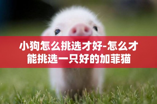小狗怎么挑選才好-怎么才能挑選一只好的加菲貓
