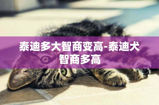 泰迪多大智商變高-泰迪犬智商多高