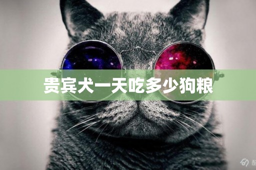 貴賓犬一天吃多少狗糧