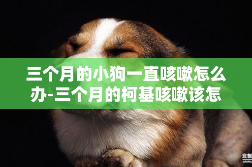 三個月的小狗一直咳嗽怎么辦-三個月的柯基咳嗽該怎么辦