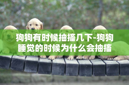 狗狗有時候抽搐幾下-狗狗睡覺的時候為什么會抽搐