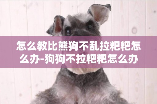 怎么教比熊狗不亂拉粑粑怎么辦-狗狗不拉粑粑怎么辦