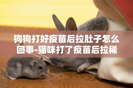 狗狗打好疫苗后拉肚子怎么回事-貓咪打了疫苗后拉稀怎么辦