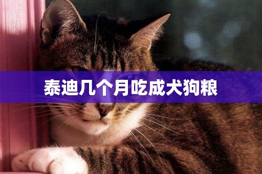 泰迪幾個月吃成犬狗糧