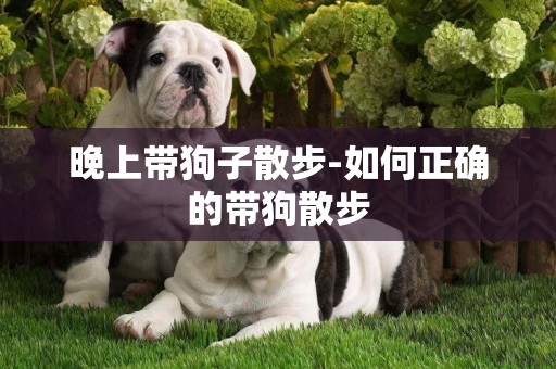 晚上帶狗子散步-如何正確的帶狗散步
