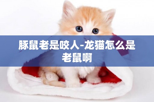 豚鼠老是咬人-龍貓怎么是老鼠啊