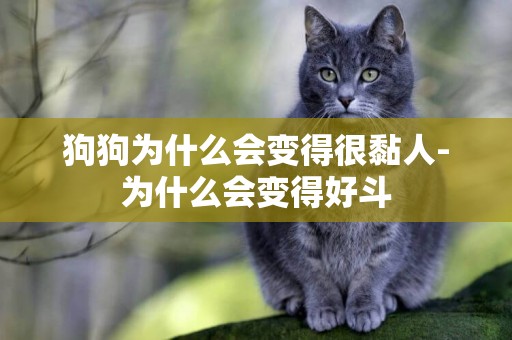 狗狗為什么會變得很黏人-為什么會變得好斗