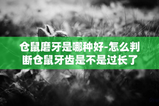 倉鼠磨牙是哪種好-怎么判斷倉鼠牙齒是不是過長了