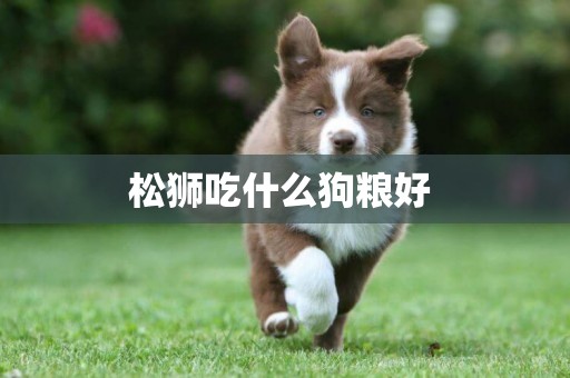 松獅吃什么狗糧好 
