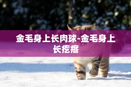 金毛身上長肉球-金毛身上長疙瘩