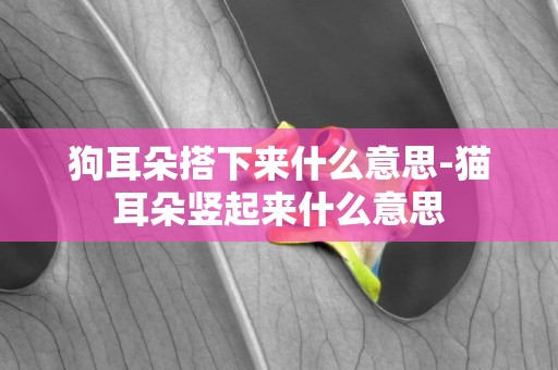狗耳朵搭下來什么意思-貓耳朵豎起來什么意思