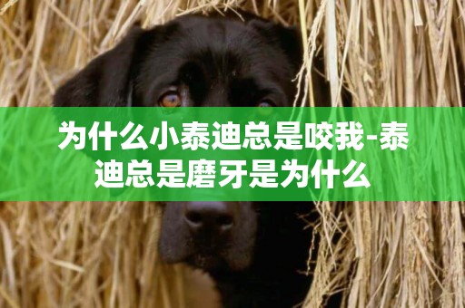 為什么小泰迪總是咬我-泰迪總是磨牙是為什么