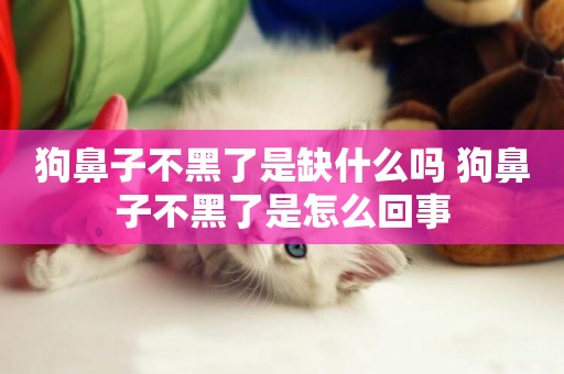 狗鼻子不黑了是缺什么嗎 狗鼻子不黑了是怎么回事