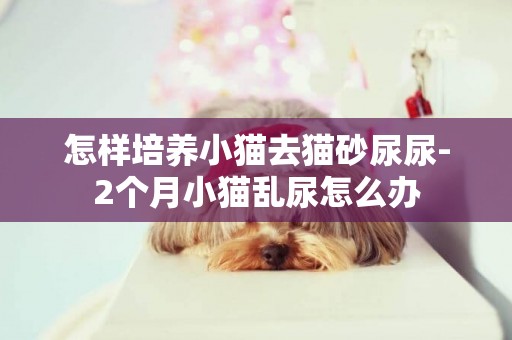 怎樣培養小貓去貓砂尿尿-2個月小貓亂尿怎么辦