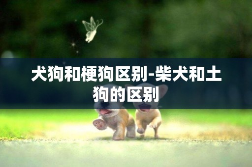 犬狗和梗狗區別-柴犬和土狗的區別