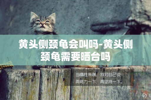 黃頭側頸龜會叫嗎-黃頭側頸龜需要曬臺嗎
