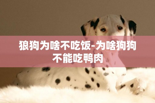 狼狗為啥不吃飯-為啥狗狗不能吃鴨肉