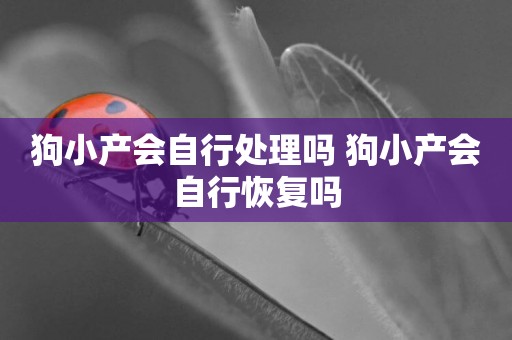 狗小產會自行處理嗎 狗小產會自行恢復嗎