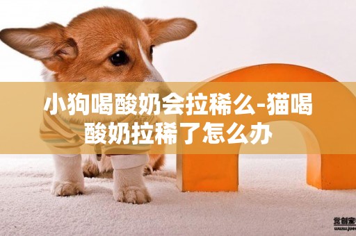 小狗喝酸奶會拉稀么-貓喝酸奶拉稀了怎么辦