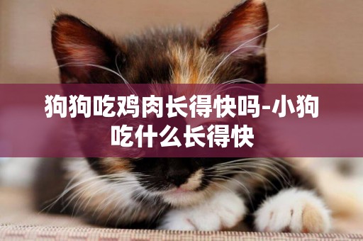 狗狗吃雞肉長得快嗎-小狗吃什么長得快
