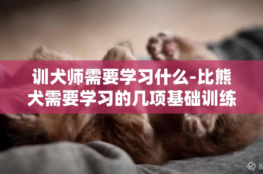 訓犬師需要學習什么-比熊犬需要學習的幾項基礎訓練